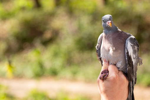 A scientist holding a ringed wood pigeon in a bird banding session