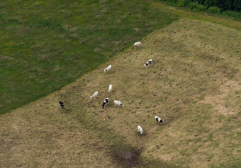 An aerial shot of cows grazing in a pasture field in the Azores