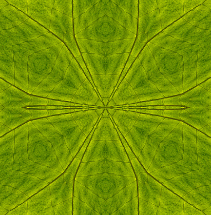 Detailed green leaf squared fractal texture