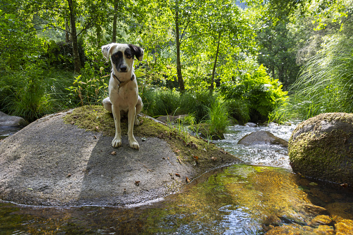 A cute dog sitting on top of a mossy rock by a forest stream