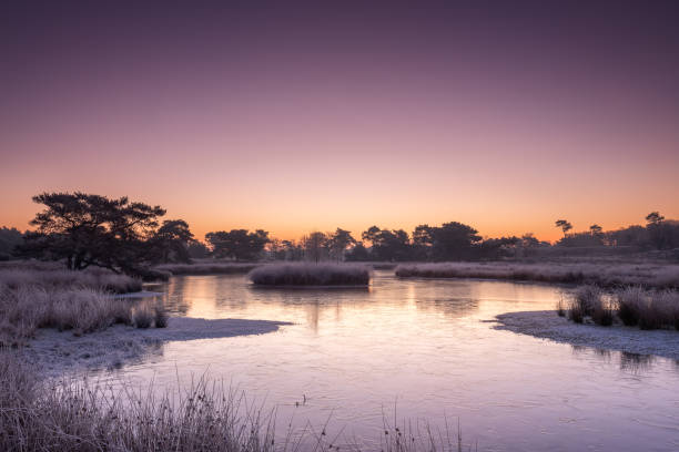 winter glow, alba in una fredda mattina d'inverno al parco nazionale maasduinen nei paesi bassi - swamp moody sky marsh standing water foto e immagini stock