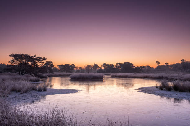 Winter Glow, Sunrise on a cold winter morning at national park the Maasduinen in the Netherlands Winter Glow, Sunrise on a cold winter morning at national park the Maasduinen in the Netherlands molinia caerulea stock pictures, royalty-free photos & images