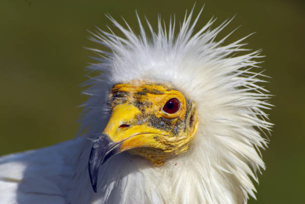istock The Egyptian vulture 1454158883
