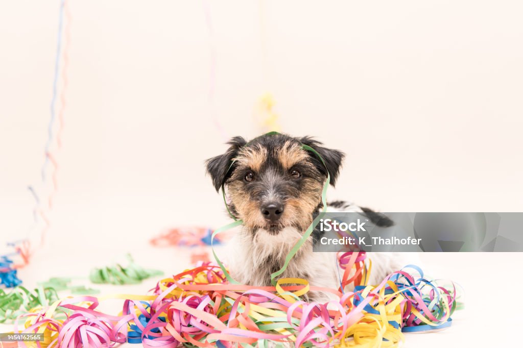 Party Dog. Jack Russell ready for carnival Cute Party Dog. Jack Russell ready for carnival Pampered Pets Stock Photo