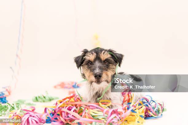 Party Dog Jack Russell Ready For Carnival Stock Photo - Download Image Now - Pampered Pets, Animal, Anniversary Card