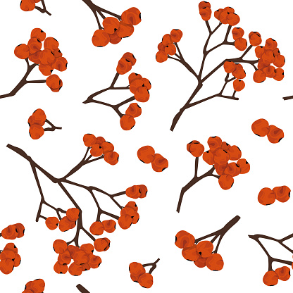 Color seamless illustration of mountain ash. Image of a branch with rowan berries.