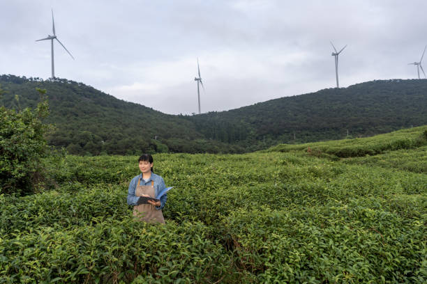 azjatycka rolniczka pracuje na plantacji - picking crop harvesting scenics zdjęcia i obrazy z banku zdjęć