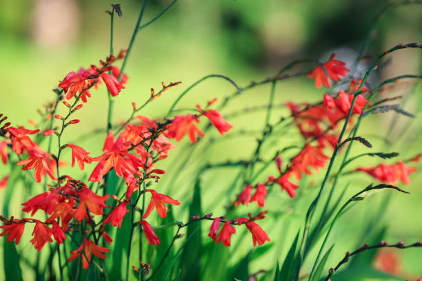 istock Crocosmia , also known as montbretia 1454164230