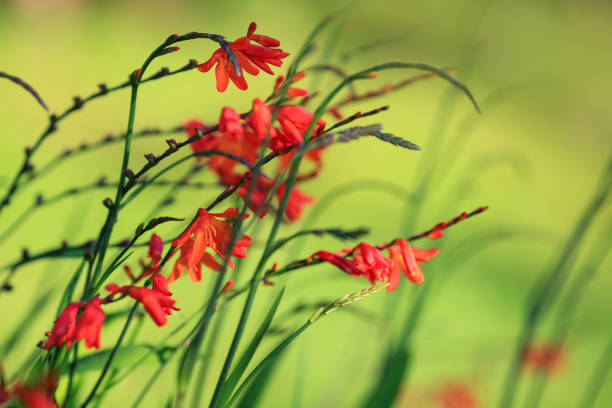 istock Crocosmia , also known as montbretia 1454164234