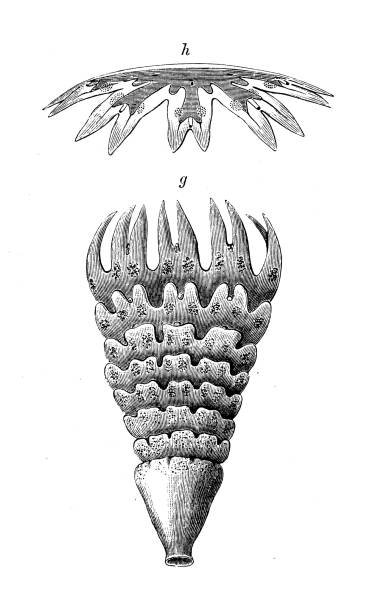 istock Antique biology zoology image: Strobila, Ephyra 1454165362
