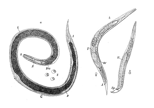 Antique biology zoology image: Rhabdonema nigrovenosum, Rhabditis