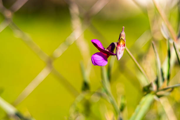 istock Close-up of a beautiful violet flower 1454165608