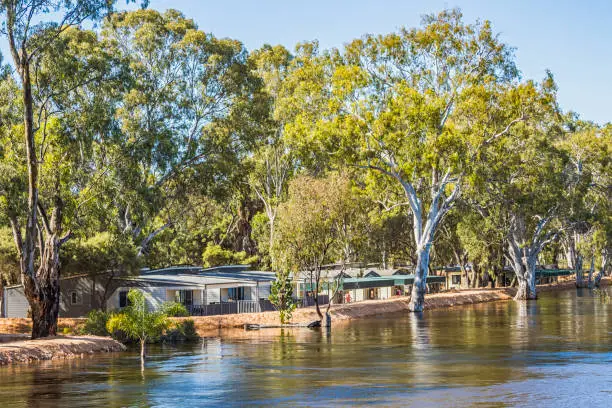 Trusting the temporary levee: accommodation units in Renmark riverfront park defy the rising Murray River floodwaters with the help of a makeshift temporary levee. Huge eucalyptus trees reflected in the river providing shade for the cabins sheltering behind the levee.