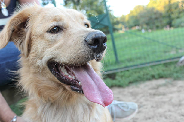 istock Male stray adopted dog 1454167369