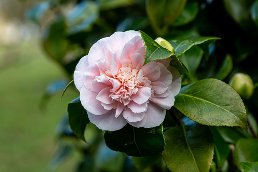 A pretty flower on the evrgreen Camellia Japonica shrub, with focus on foreground