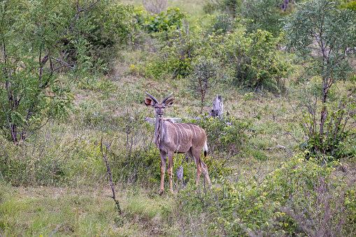 Young male kudu looking into the camera in the bushveld in the Kruger National Park in South Africa