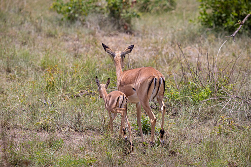 Mother and child impalas seen from behind in the bushveld in the Kruger National Park in South Africa
