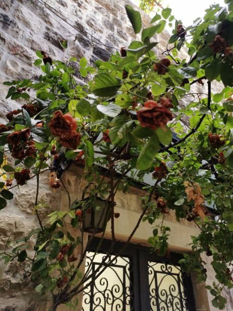 istock Rose flowers above the door 1454168784