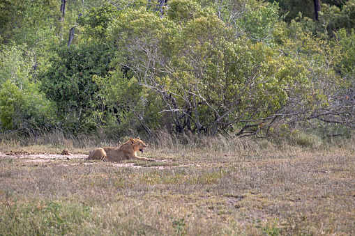 Resting lioness in a open spot in the Kruger National Park in South Africa