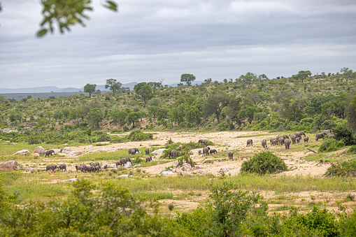 Group of African elephants in a open area with a male lion laying in the middle ( a little to the left of the middle of the photograph) in the Kruger National Park in South Africa
