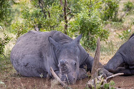 Front view of a sleeping white rhino in the Kruger National Park in South Africa