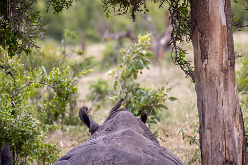 Sleeping white rhino with a red-billed oxpecker in the Kruger National Park in South Africa