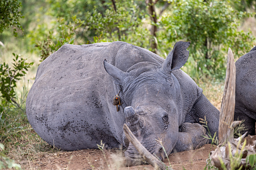 Sleeping white rhino with a red-billed oxpecker in the Kruger National Park in South Africa