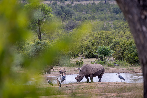 White rhino at a waterhole with storks and warthogs in the Kruger National Park in South Africa