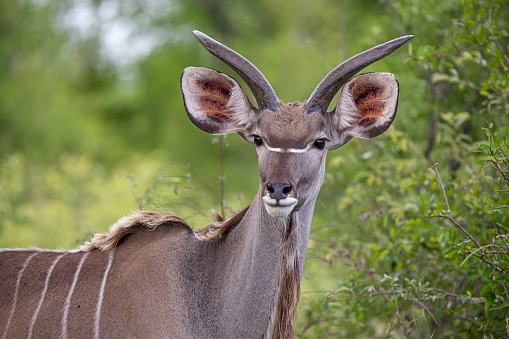 Young male greater kudu in the Kruger National Park in South Africa