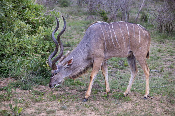 Greater male kudu grazing in the Kruger National Park in South Africa