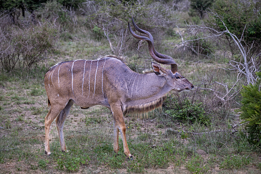 Large greater male kudu with a red-billed oxpecker in Kruger National Park in South Africa