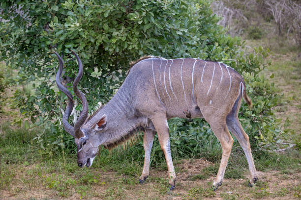istock Greater male kudu with a oxpecker 1454169310