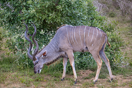 Large greater male kudu with a red-billed oxpecker in Kruger National Park in South Africa