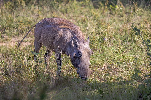 Dominant wild boar, sus scrofa, displaying on a hill near little spruce tree. Wild animal standing on a horizon on horizon on glade in forest. Strong mammal in wilderness.