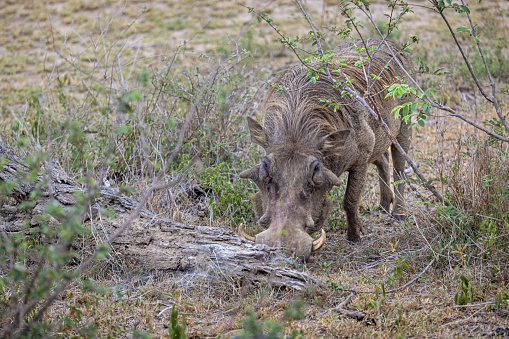 Single warthog in the Kruger National Park in South Africa