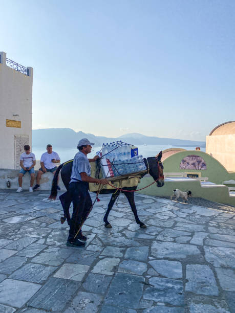 a man and his donkey on santorini, greece - arbetsdjur bildbanksfoton och bilder