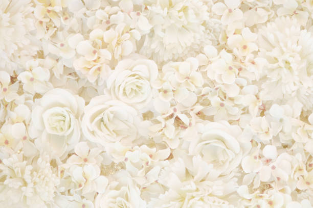 3d rendering of many white roses covered by water drops over white picture frame