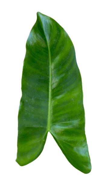 istock Leaf of the Philodendron billietiae plant 1454170183