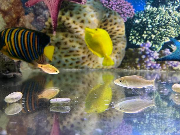 istock Beautiful aquarium filled with cichlid fish. 1454170646