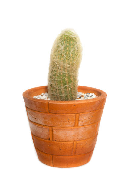 istock cactus in clay pot isolated on white background 1454172091
