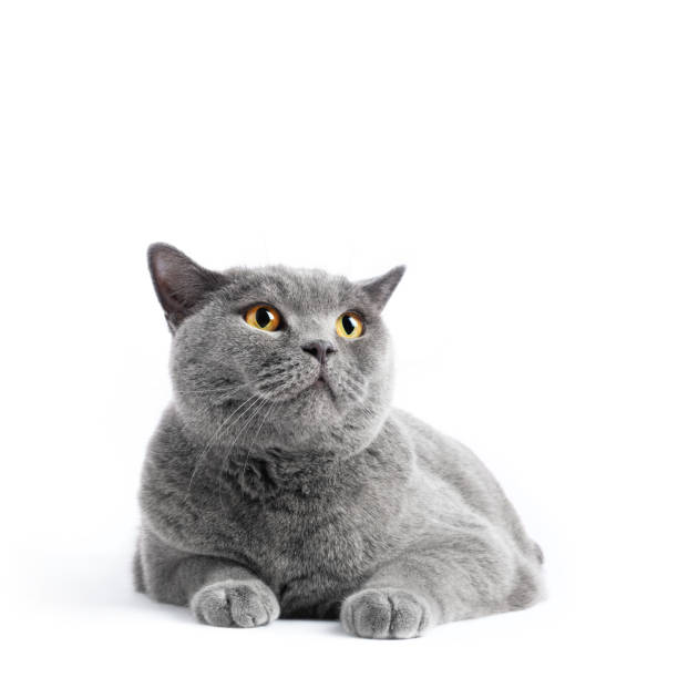 istock British shorthair cat isolated on white 1454172297