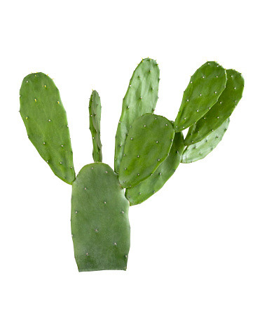 Cactus Bunny Ears isolated on white background