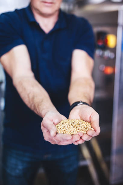 istock Man in brewery showing malt for craft beer production. 1454173034