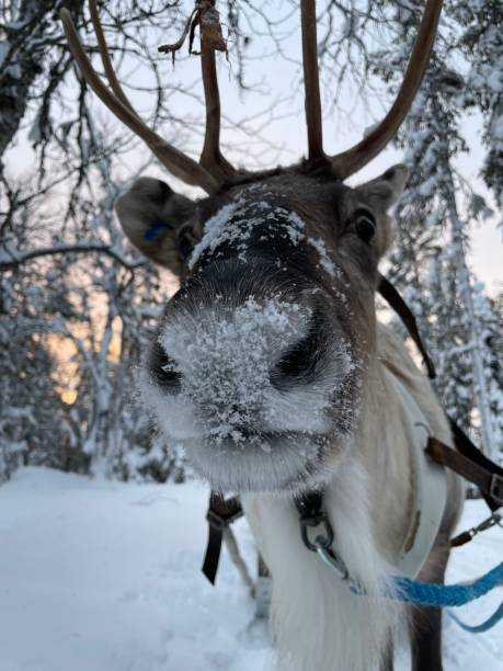 istock Reindeer in the snow 1454175003