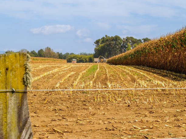 istock Maize harvesting in dusty field 1454175024