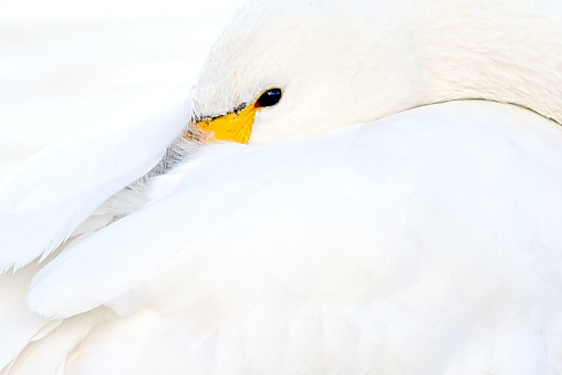 Bewick Swan Portrait

Please view my portfolio for other wildlife photos.