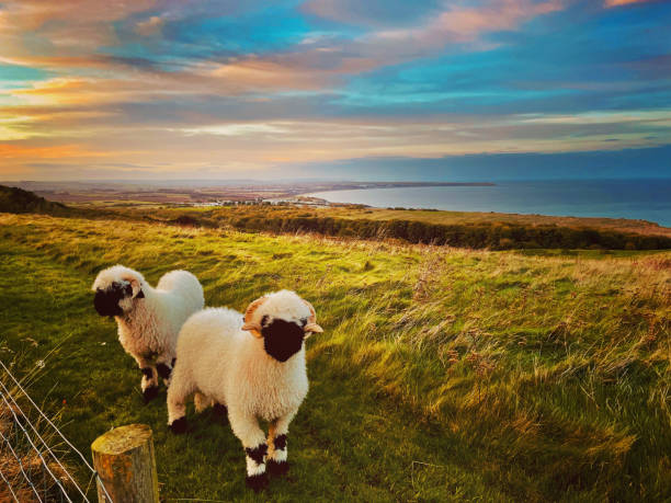 Swiss Valais Blacknose sheep taking in the view of the North Yorkshire coast