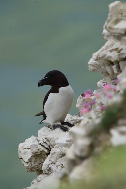 istock Razorbill on the cliff top 1454176046