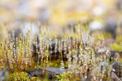 Abstract image and closeup of fresh moss covered with water droplets and small bubbles. The sun is shining. The background glitters.