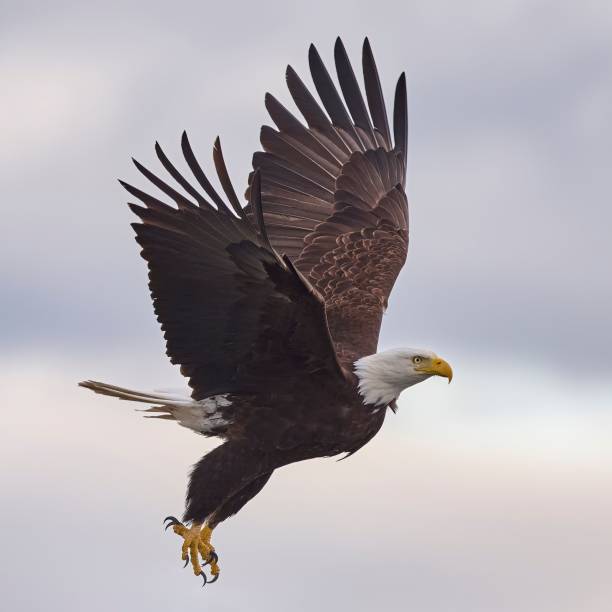istock Selective focus shot of a powerful bald eagle flying in the sky 1454177856